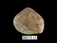 藏品(娜娜厚蛤)的圖片